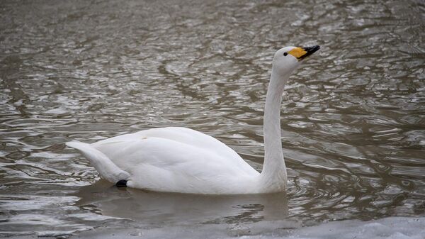 Аққу - Sputnik Қазақстан