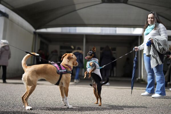 Люди держат своих собак возле избирательного участка в Лиссабоне, Португалия. - Sputnik Казахстан