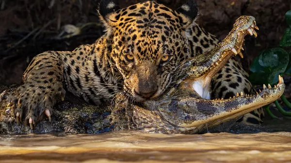 Снимок Caiman Crunch фотографа Ian Ford из Великобритании, победивший в категории Open Natural World & Wildlife конкурса 2024 Sony World Photography Awards - Sputnik Қазақстан