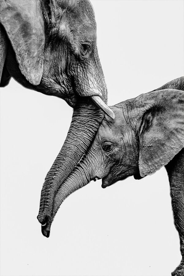 Автор снимка с двумя слонами Хесус Фриас. В кадре - мать-слониха приветствует свою дочь.  - Sputnik Казахстан