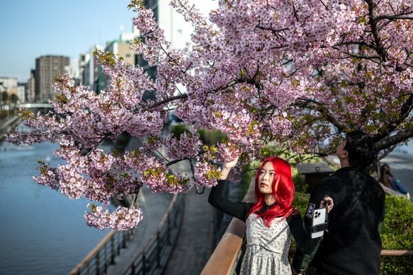 Нежно-розовые лепестки распускающихся бутонов - символ весны и юности.На фото: цветение вишни в Токио. - Sputnik Казахстан