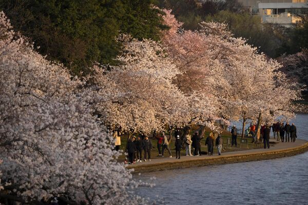 Обычно сакура цветет около недели. Эти дни превращаются для городских жителей в настоящий праздник! На фото: цветение вишни в  Вашингтоне. - Sputnik Казахстан