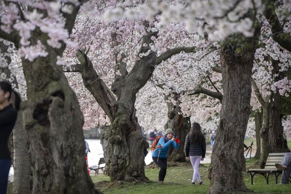 Цветение сакуры всегда привлекает внимание не только горожан, но и многочисленных туристов. На фото: цветение вишни в  Вашингтоне. - Sputnik Казахстан
