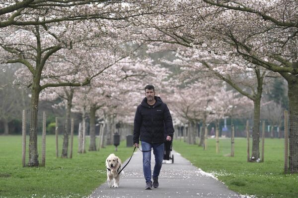 В парки, где цветут японские вишни, люди приходят не только семьями, но иногда берут с собой домашних питомцев.На фото: цветение вишни в Лондоне. - Sputnik Казахстан