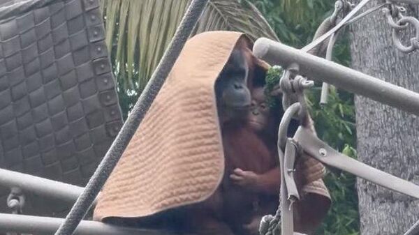 Орангутанги прячутся от дождя - видео - Sputnik Казахстан