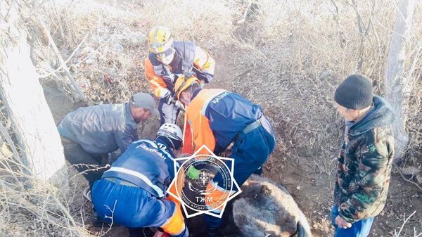 Спасатели вытащили лошадь из арыка в Кызылорде - Sputnik Казахстан