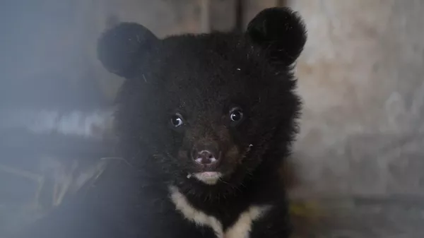 В Алматинском зоопарке родились гималайские медвежата - Sputnik Казахстан