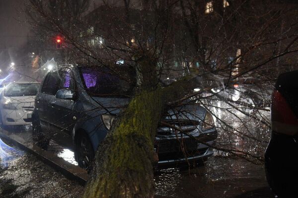 Дерево упало на автомобиль - Sputnik Казахстан