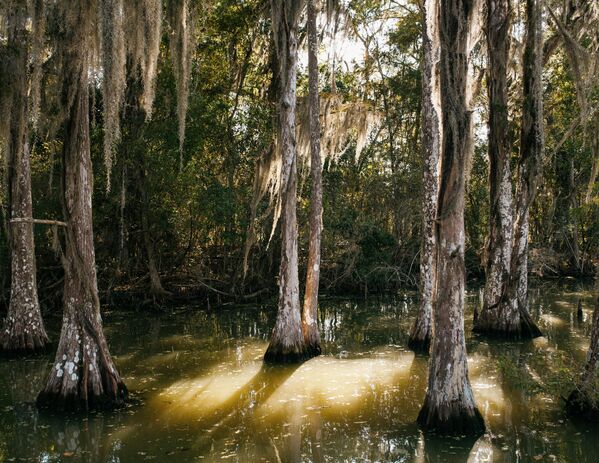 &quot;АҚШ-тағы алғашқы климаттық босқындар&quot;, авторы - Сандра Мел. Суретте: Луизиананың оңтүстігіндегі емен орманы. - Sputnik Қазақстан