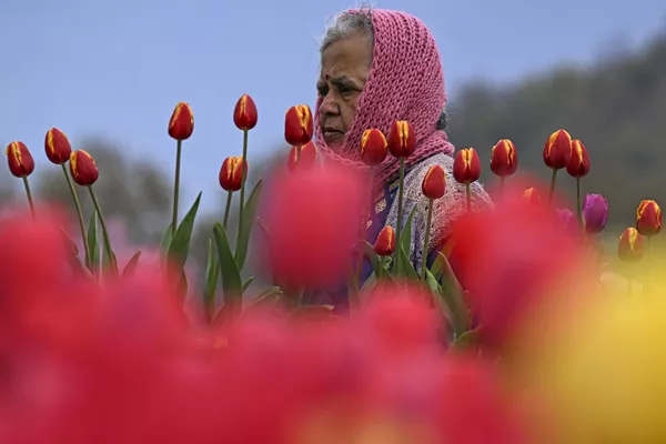 Сад открыт для посетителей круглый год. Однако лучшее время для посещения сада – период цветения тюльпанов – с марта по май. - Sputnik Казахстан