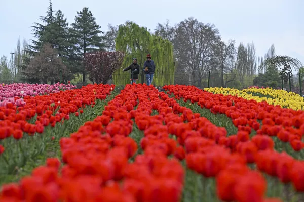 Здесь цветут тюльпаны самых разных сортов и оттенков. В это место невозможно не влюбиться! - Sputnik Казахстан