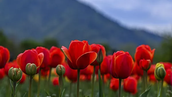 Красные тюльпаны в Саду тюльпанов Indira Gandhi Memorial в Сринагаре - Sputnik Қазақстан