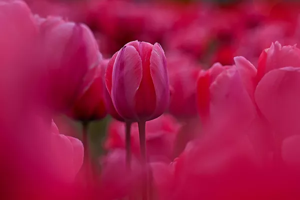 В саду тюльпанов в индийском Шринагаре каждую весну расцветают тысячи тюльпанов.  - Sputnik Казахстан