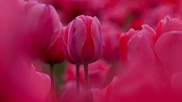 Розовые тюльпаны в Саду тюльпанов Мемориала Индиры Ганди в Сринагаре, 3 апреля 2024 года.
ТАУСИФ МУСТАФА / AFP - Sputnik Казахстан