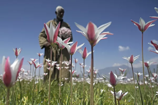 Идея создания сада принадлежит тогдашнему министру Гуламу Наби Азаду. Он хотел развить цветоводство и туризм в Кашмирской долине.  - Sputnik Казахстан