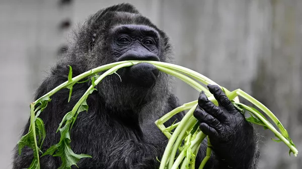 Фату, известная как самая старая самка гориллы в мире, угощается овощами за день до ее 67-летия, в Берлинском зоологическом саду - Sputnik Казахстан