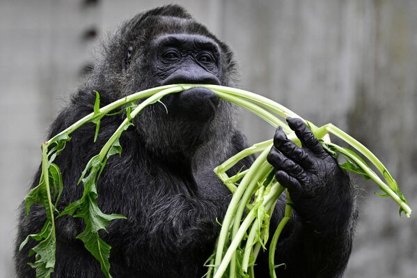 Фату, известная как самая старая самка гориллы в мире, угощается овощами за день до ее 67-летия, в Берлинском зоологическом саду. - Sputnik Казахстан