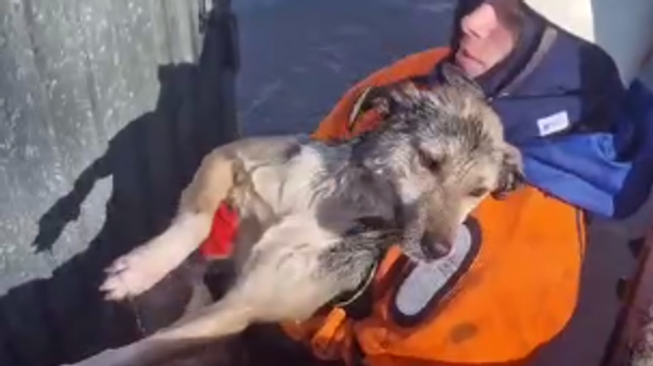 Спасение собаки во время паводка - Sputnik Казахстан