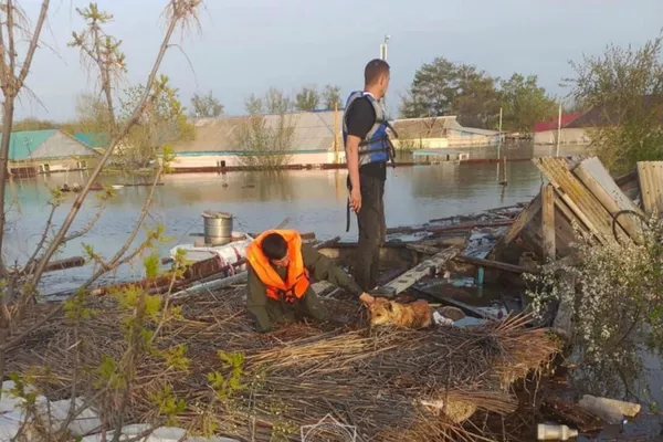 Жителей и их питомцев спасают с одинаковыми усилиями - Sputnik Казахстан