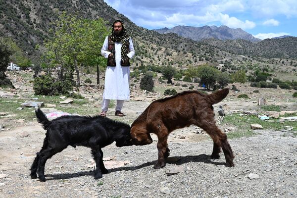 Афганец с интересом наблюдает за забавной дракой коз на пастбище. - Sputnik Казахстан