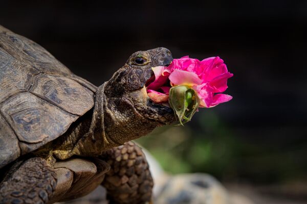 &quot;Новая роза&quot;. Фото: Джонатан Кейси&quot;Черепаха Эдгар обожает есть цветы, её любимые - одуванчики весной, эспарцеты летом, а здесь видно, как она лопает целую розу&quot;, - делится Джонатан. - Sputnik Казахстан