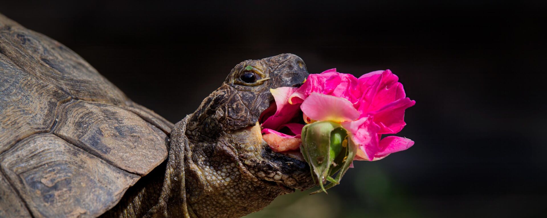 Снимок New Rose британского фотографа Jonathan Casey, ставший финалистом конкурса The Comedy Pet Photo Awards 2024 - Sputnik Казахстан, 1920, 17.05.2024