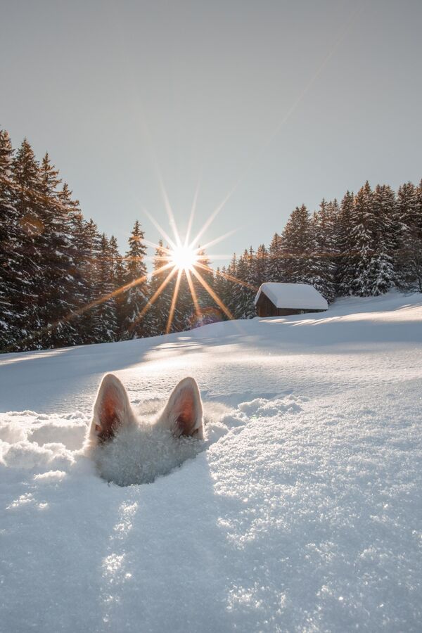 &quot;Ку-ку&quot;. Автор Сильвия Мишель из Швейцарии.&quot;Я сделала этот замечательный снимок в глубоком снегу в Гриндельвальде. Мой пес Рааста неожиданно спрятался так, что из-под снега торчали только его белые ушки&quot;, - рассказала она. - Sputnik Казахстан