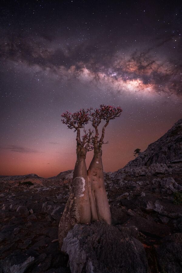 “Цветущее бутылочное дерево”, Росица Димитрова, (остров Сокотра, Йемен). - Sputnik Казахстан
