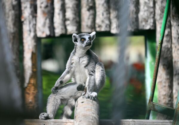 Мадагаскарский кошачий лемур в вольере Московского зоопарка, Россия - Sputnik Казахстан