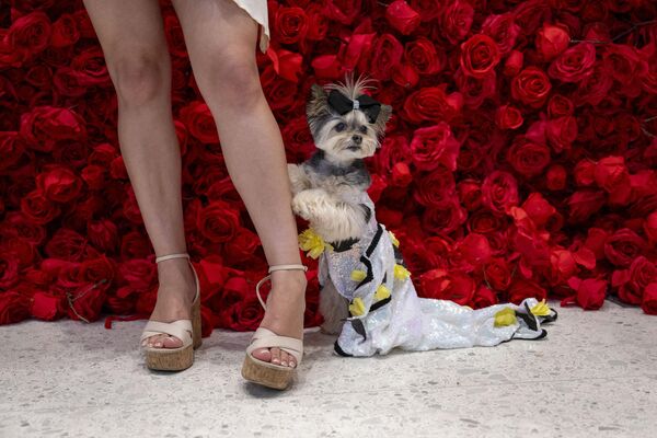 Собака, одетая как американская модель Джиджи Хадид на &quot;The Pet Gala&quot; в Нью-Йорке, США. - Sputnik Казахстан