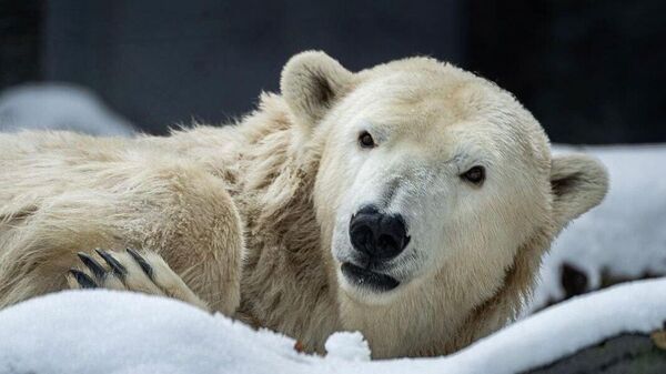 Медведь Том - Sputnik Казахстан