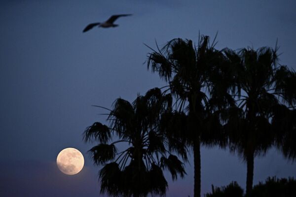 Полная луна рядом с пальмами в Каннах, на юге Франции. - Sputnik Казахстан