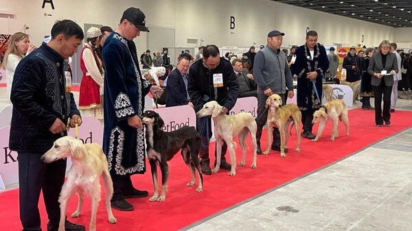 выставка собак породы казахская тазы - Sputnik Казахстан