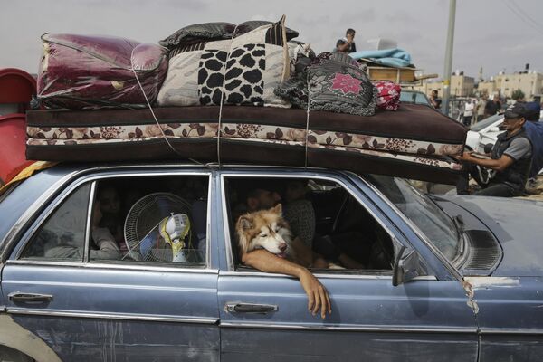Пёс в машине палестинцев, уезжающих из города Рафах на юге Газы. - Sputnik Казахстан