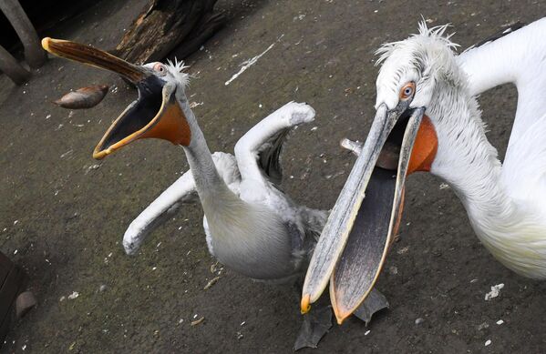 Пеликаны задорно и с аппетитом завтракали свежей рыбой в парке флоры и фауны в Красноярске.  - Sputnik Казахстан