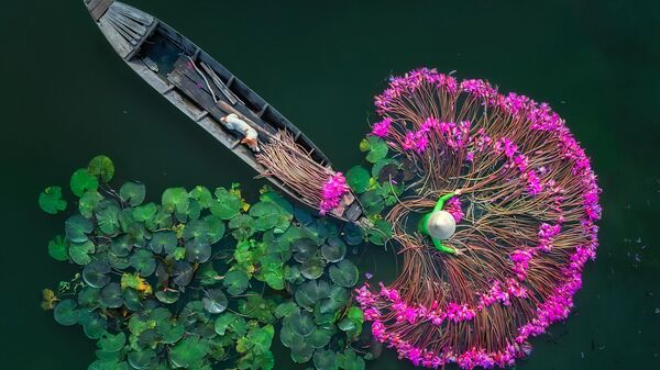 Работа Цветы лилии фотографа из Мьянмы Аунг Чан Тар. Вид сверху, одиночные - Sputnik Казахстан