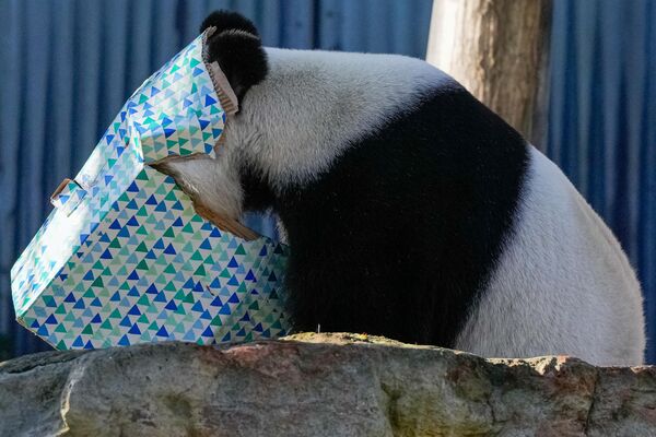 Бамбук привезли? На фото: любопытная панда Ван Ван в австралийском зоопарке. - Sputnik Казахстан