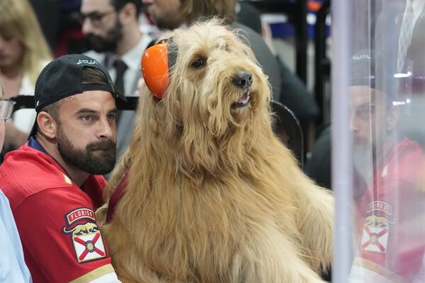 Лохматому псу Броуди выпала удача побывать вместе с хозяином на 7-ой игре финала хоккейного кубка Стэнли НХЛ, США. - Sputnik Казахстан