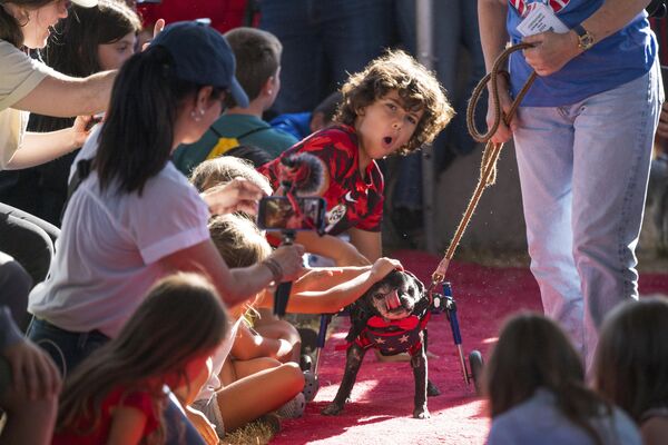Дети ничуть не боялись собак, которых, к слову, признали самыми ужасными на конкурсе &quot;Самая уродливая собака в мире&quot;, который прошел в США.  - Sputnik Казахстан