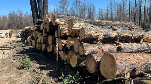 Министр экологии Ерлан Нысанбаев прибыл в резерват Семей орманы, чтобы посмотреть, что происходит с лесом после прошлогоднего пожара  - Sputnik Қазақстан