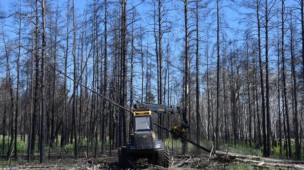 Министр экологии Ерлан Нысанбаев прибыл в резерват Семей орманы, чтобы посмотреть, что происходит с лесом после прошлогоднего пожара  - Sputnik Казахстан