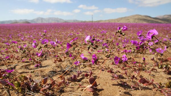 Цветение в пустыне Атакама в Чили  - Sputnik Казахстан