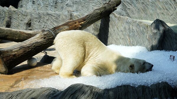 Белый медведь охлаждается во льду в Пражском зоопарке, Чехия - Sputnik Казахстан