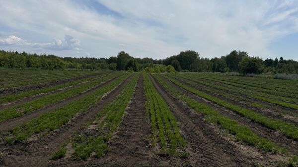 Құны 1 млрд-тан асатын орман алқабы мемлекетке қайтарылды   - Sputnik Қазақстан