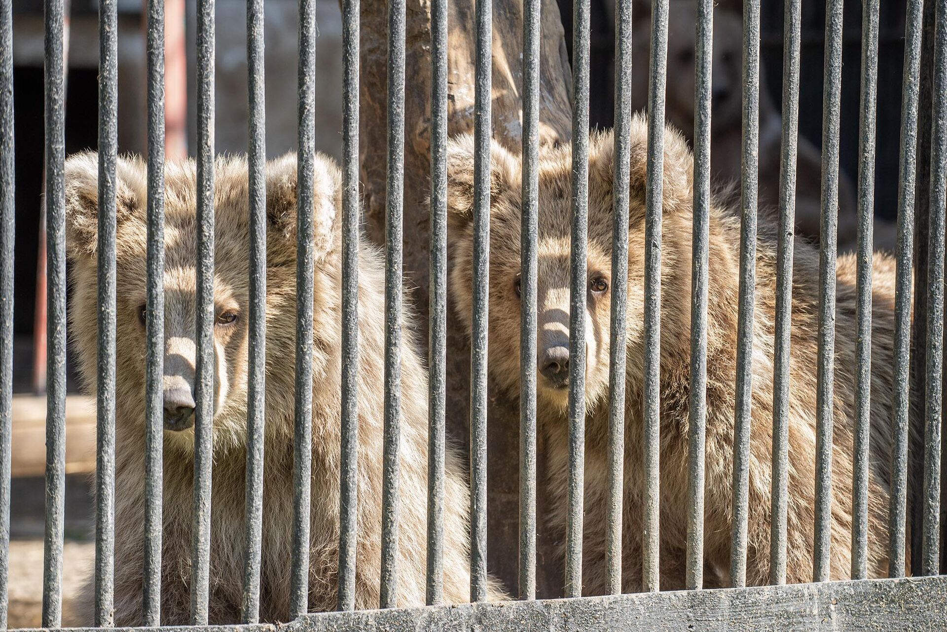 Мать, присматривающую за тянь-шаньскими медвежатами, можно разглядеть в глубине вольера - Sputnik Казахстан, 1920, 15.08.2024