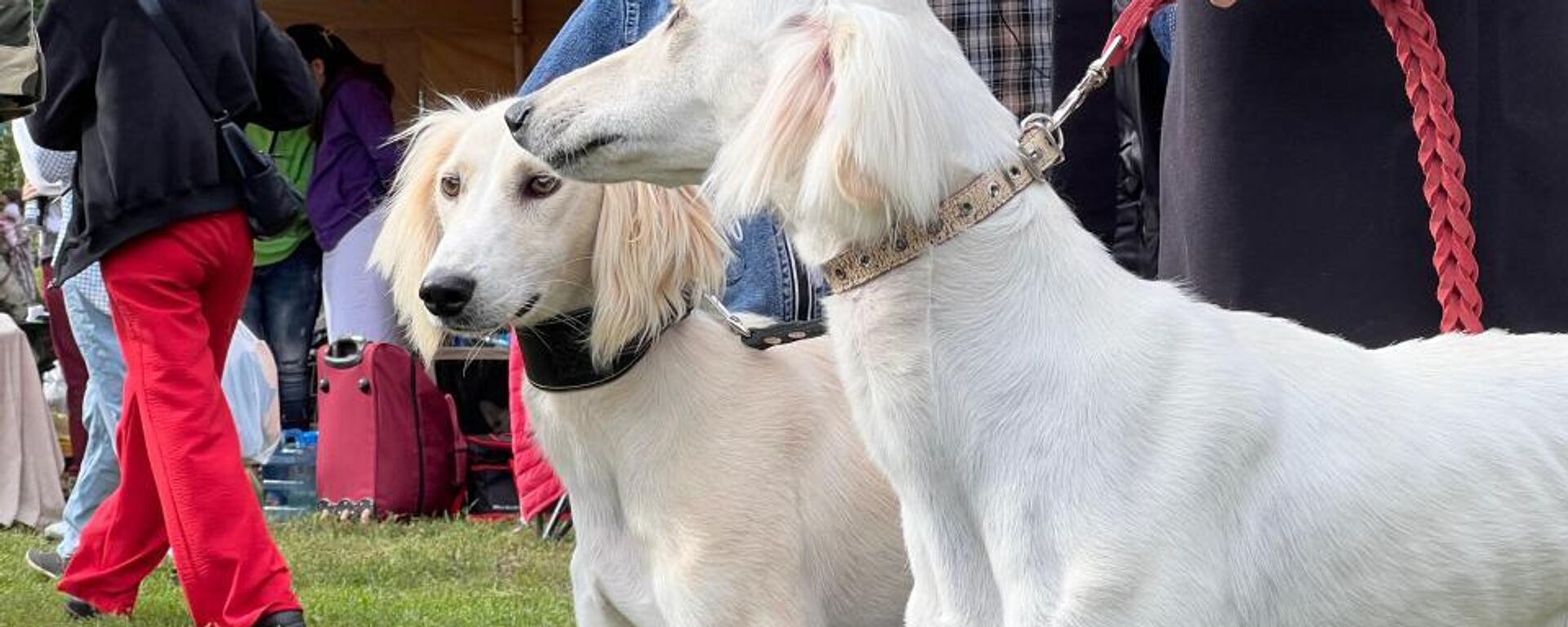 Монопородная выставка казахских тазы - Sputnik Казахстан, 1920, 21.08.2024