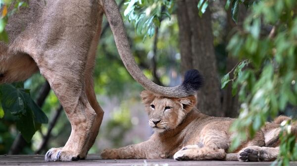 Львенок лежит рядом со своей матерью Арьей, Великобритания - Sputnik Қазақстан