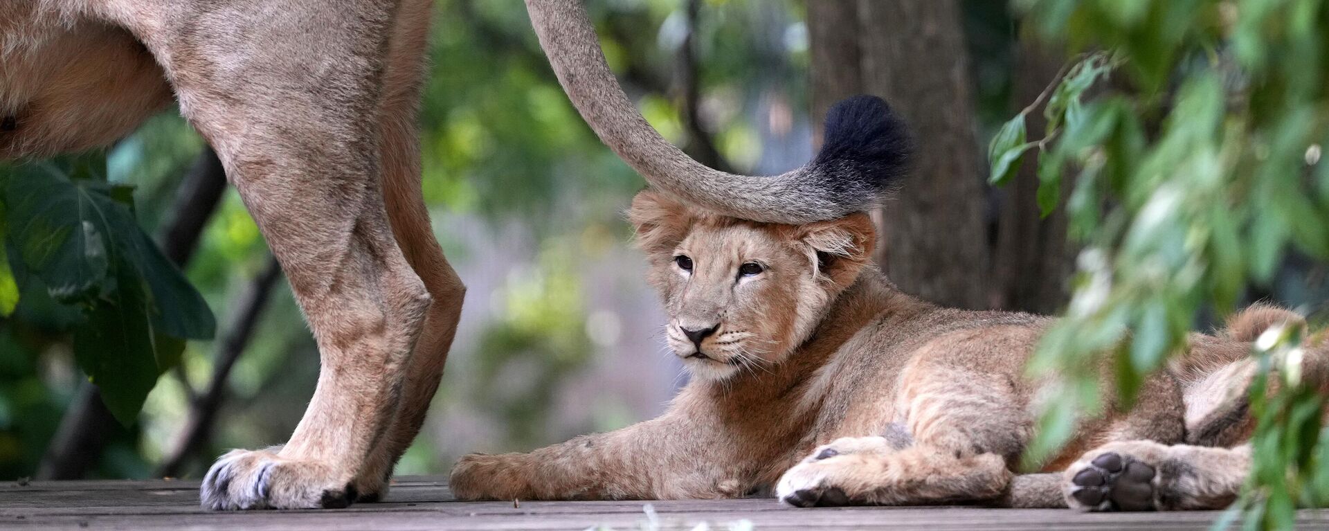 Львенок лежит рядом со своей матерью Арьей, Великобритания - Sputnik Қазақстан, 1920, 17.04.2026