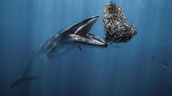 Снимок полосатика Брайда фотографа Rafael Fernández Caballero, ставший победителем в конкурсе Ocean Photographer of the Year 2024 - Sputnik Казахстан