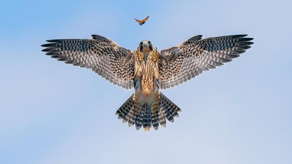 Снимок PLAYFUL FLEDGLING американского фотографа Jack Zhi, занявший 2 место в категории BIRD BEHAVIOUR фотоконкурса Bird Photographer of the Year 2024 - Sputnik Казахстан